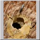 unbekannte wespe 02a 3mm.jpg